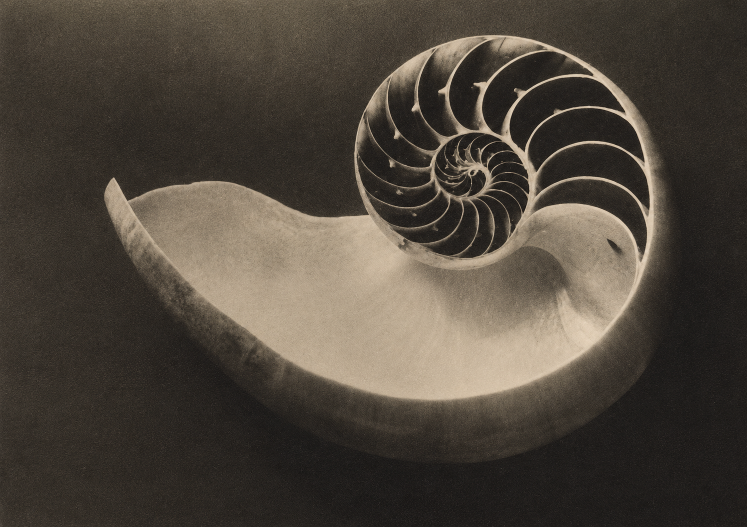 A nautilus shell, the M E T emblem of slow, structured beauty
